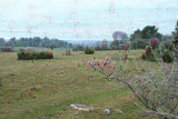 Deep Dream - Heidelandschaft (3)